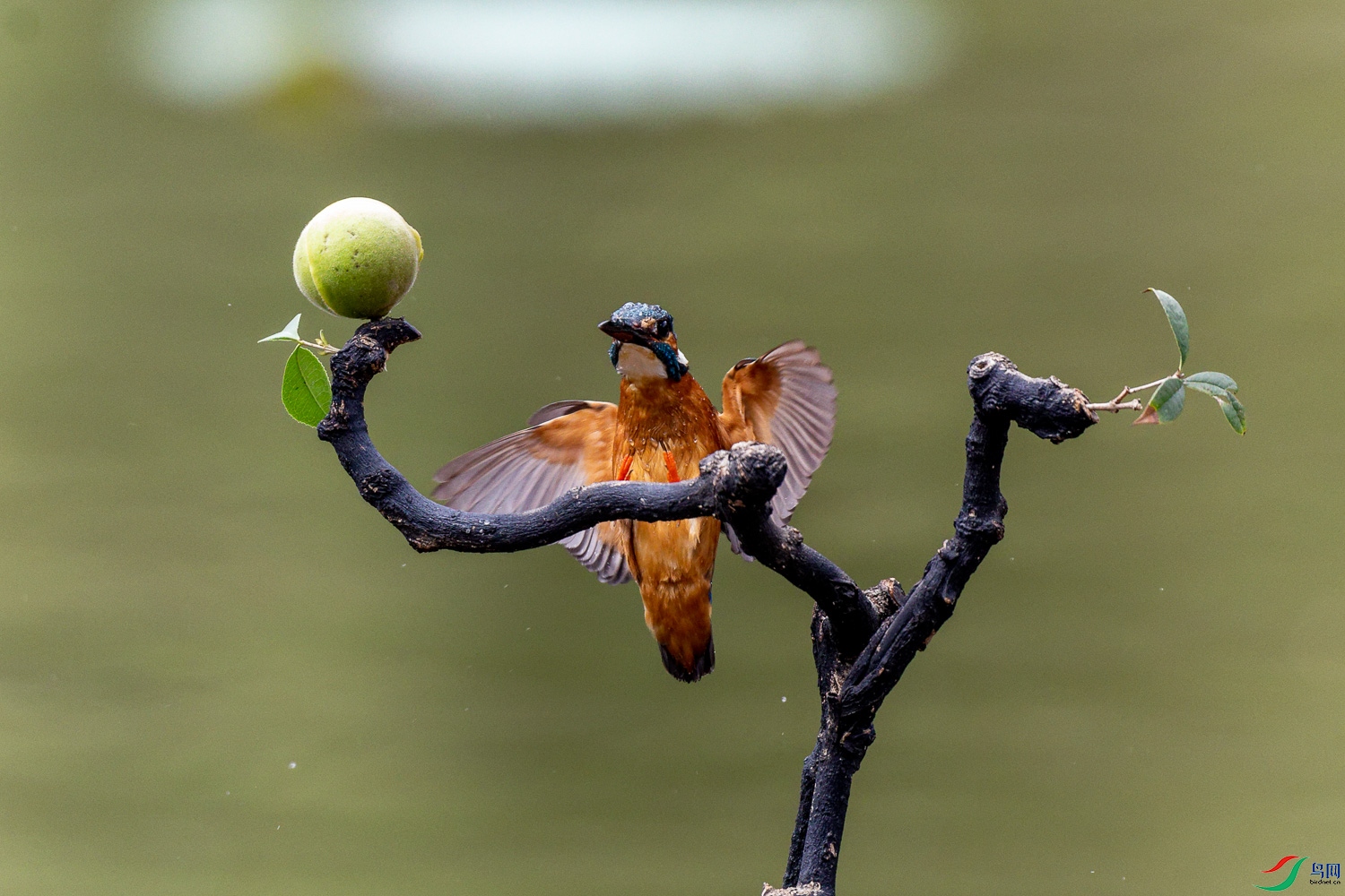 IMG_7462_DxO.jpg