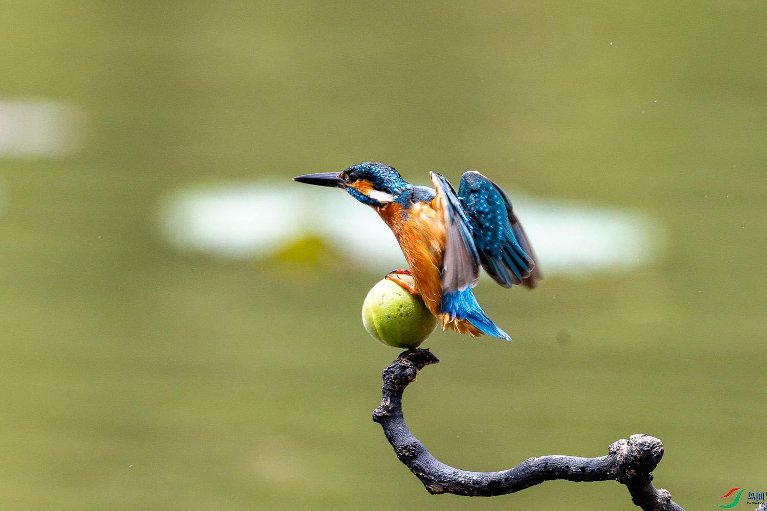 IMG_7593_DxO.jpg