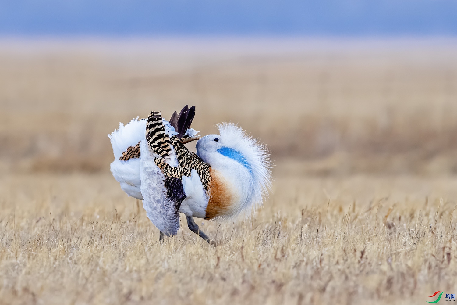 草原上求偶跳舞的大鸨