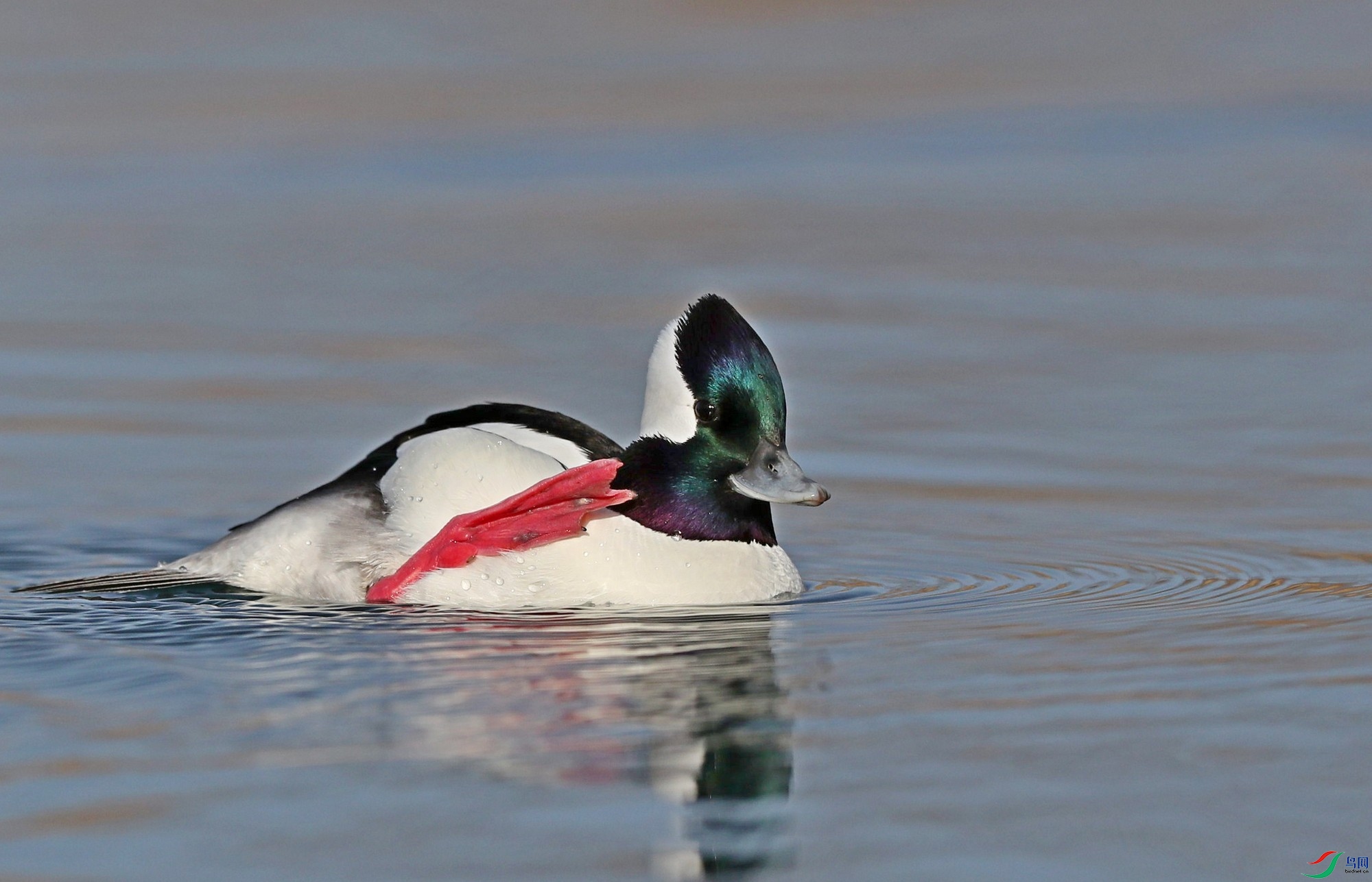 [水鸟] 来,跟鸟友打个招呼-------白枕鹊鸭