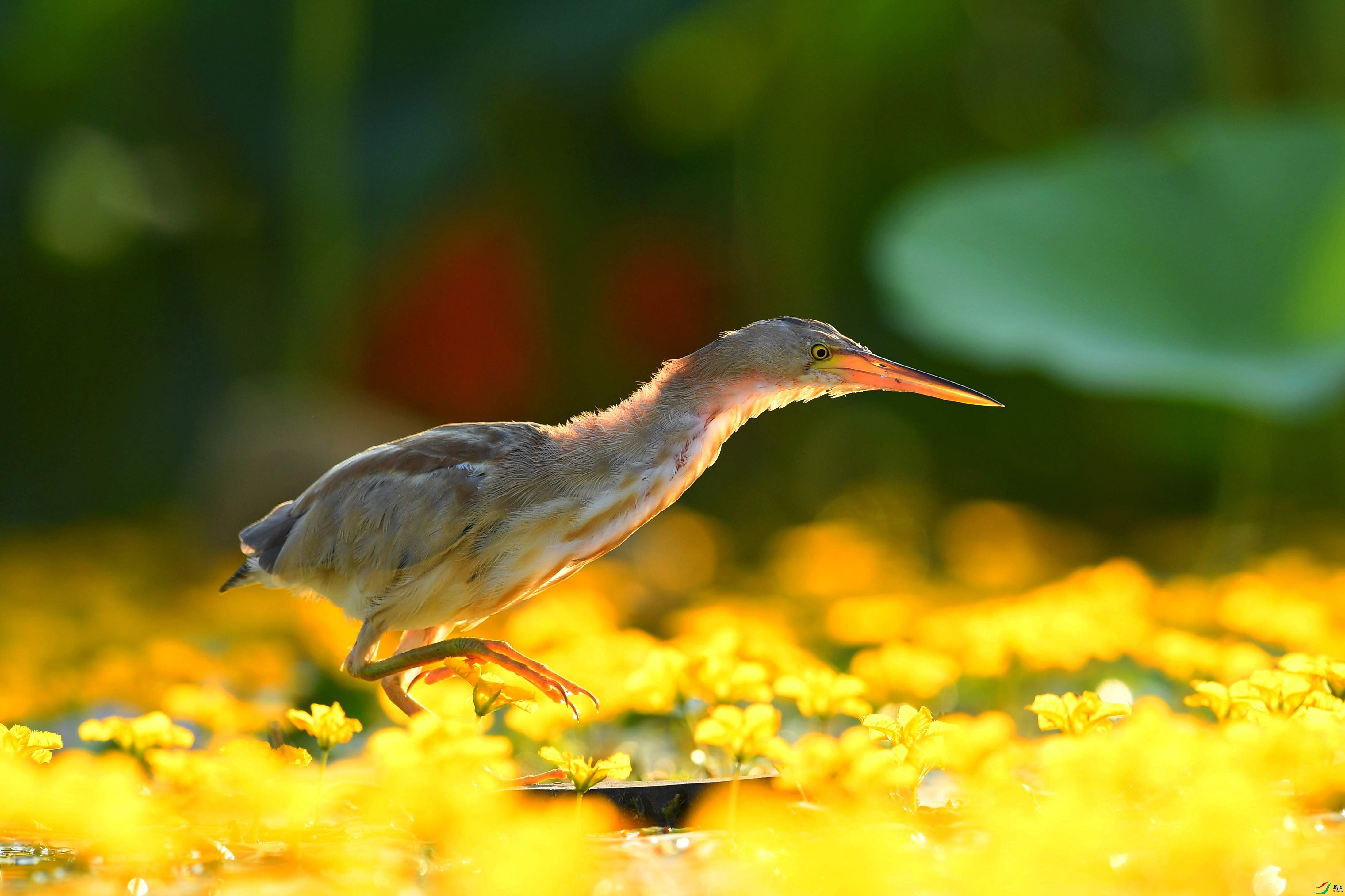DSC_6483.jpg