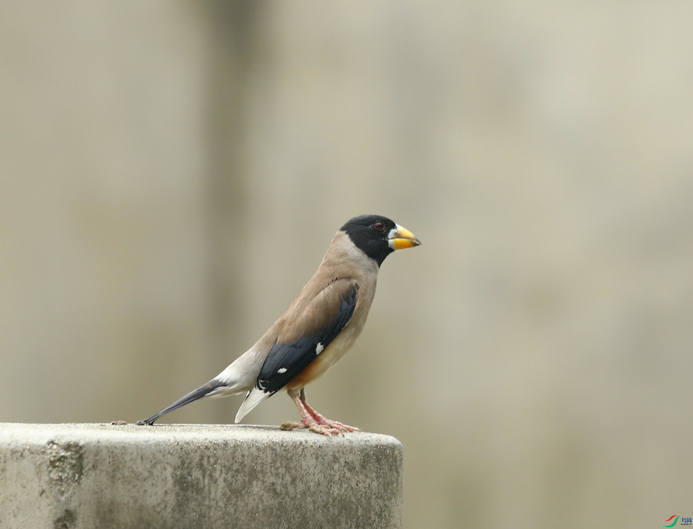 ��β����ȸ