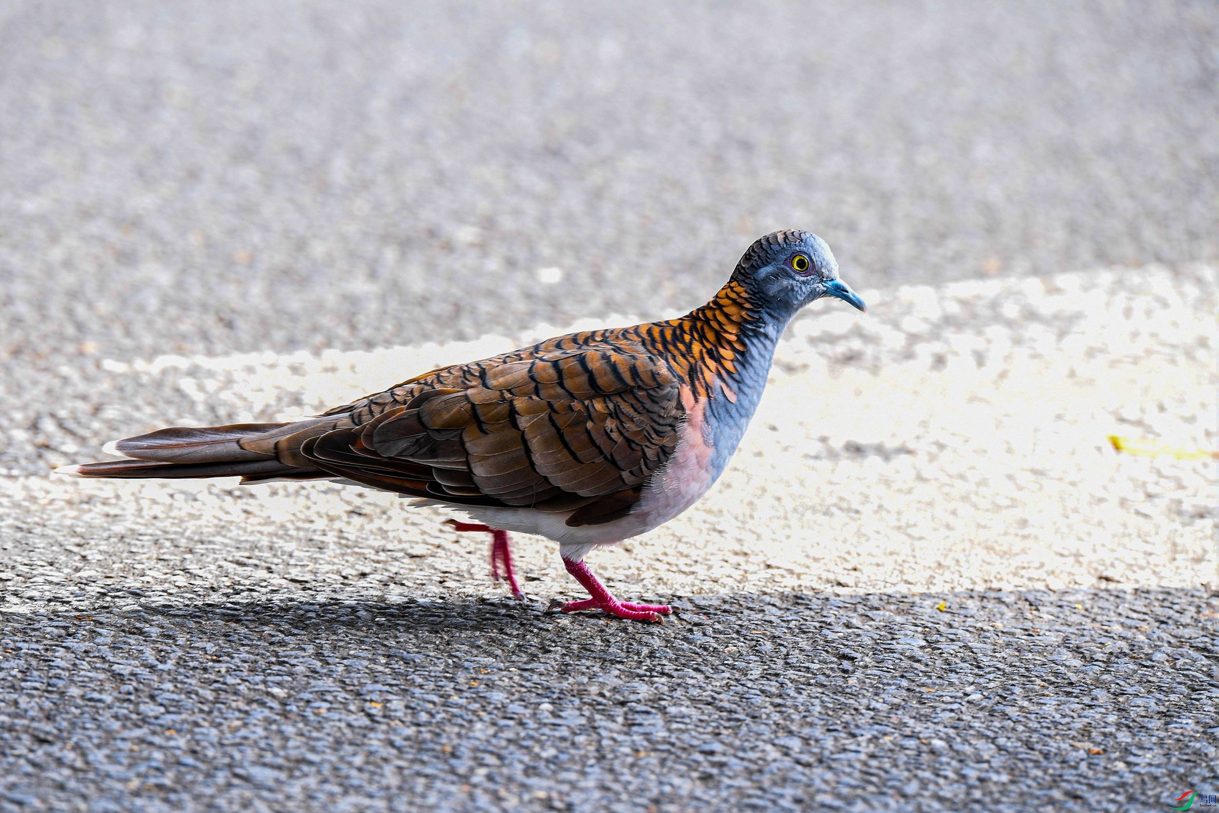 澳大利亚拍的斑鸠(请教鸟名)