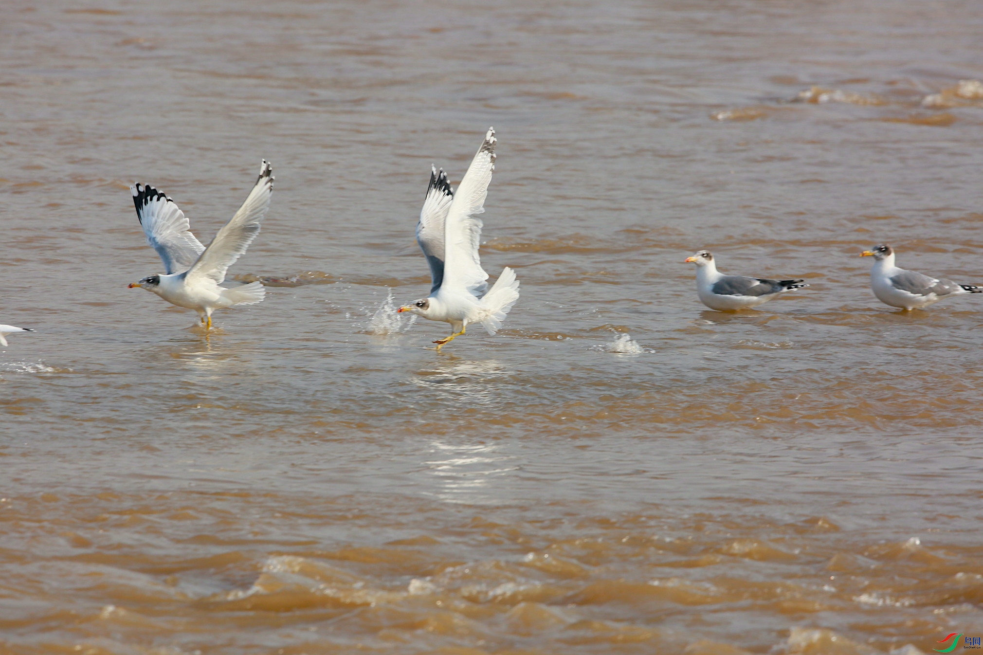 ������Ÿ