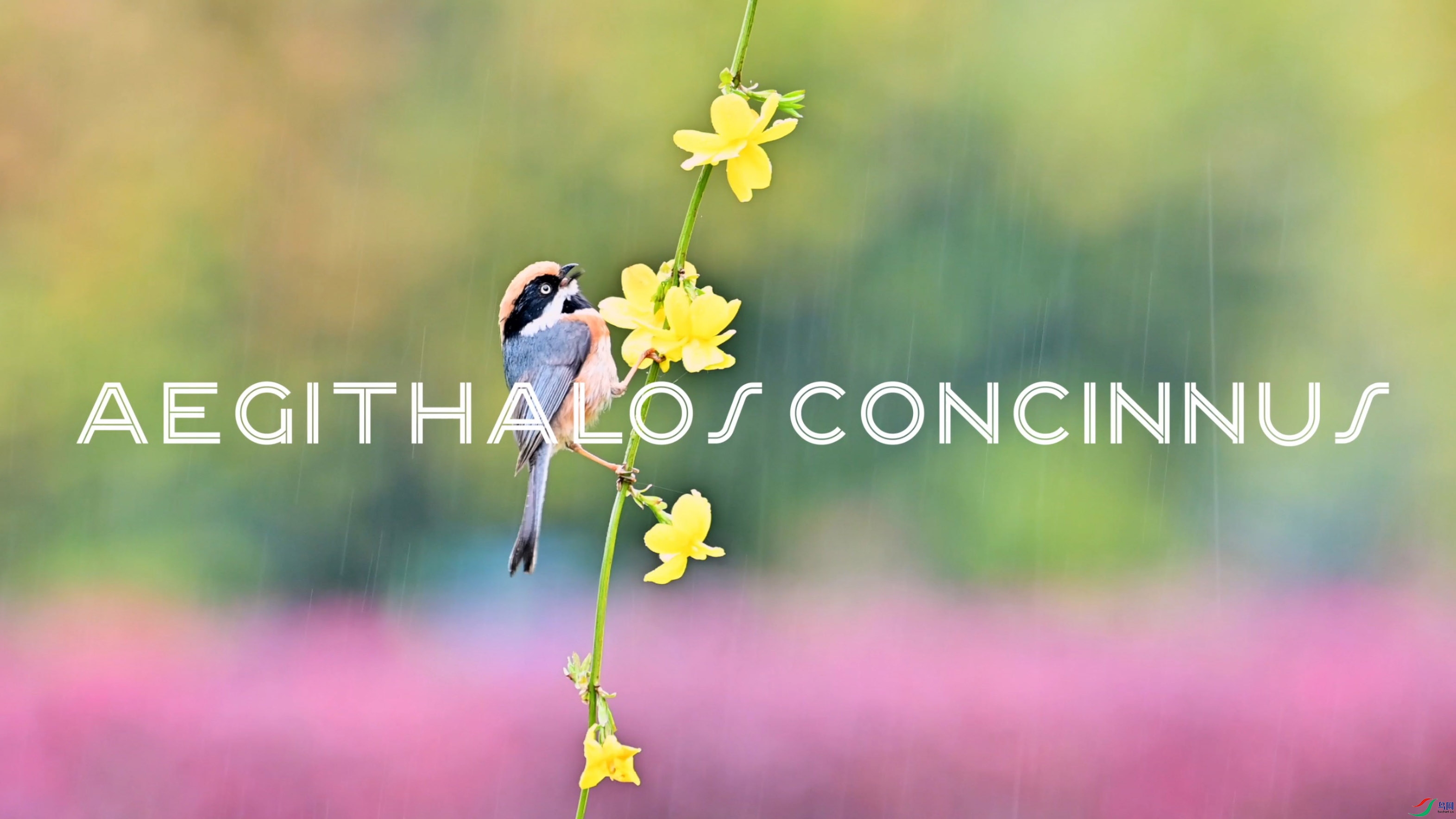 ����ͷ��βɽȸ��