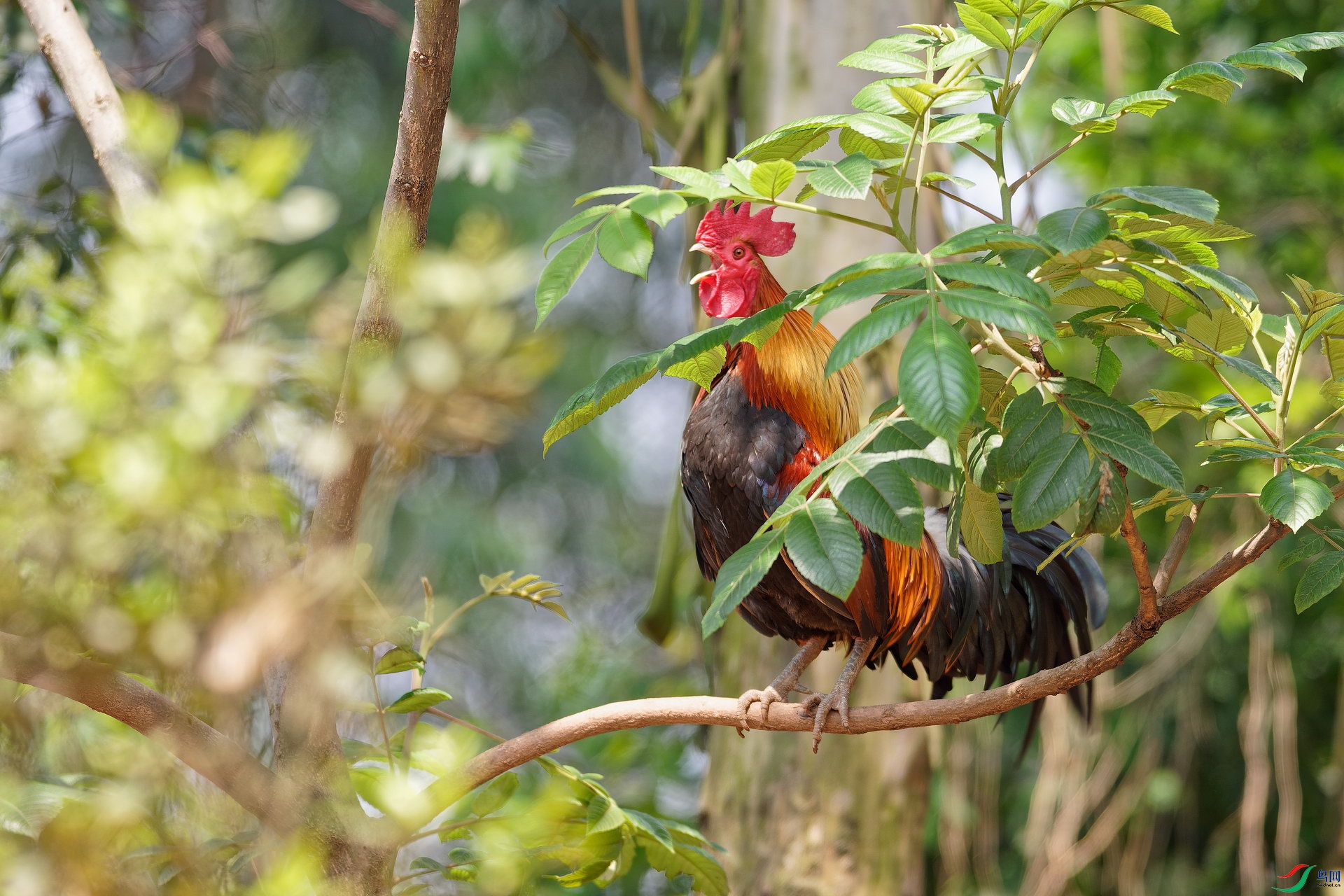 雄鸡一唱天下白原鸡