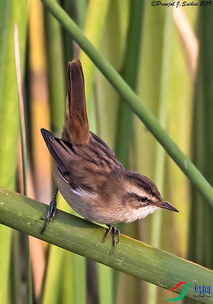 moustached_warbler_copy7.jpg