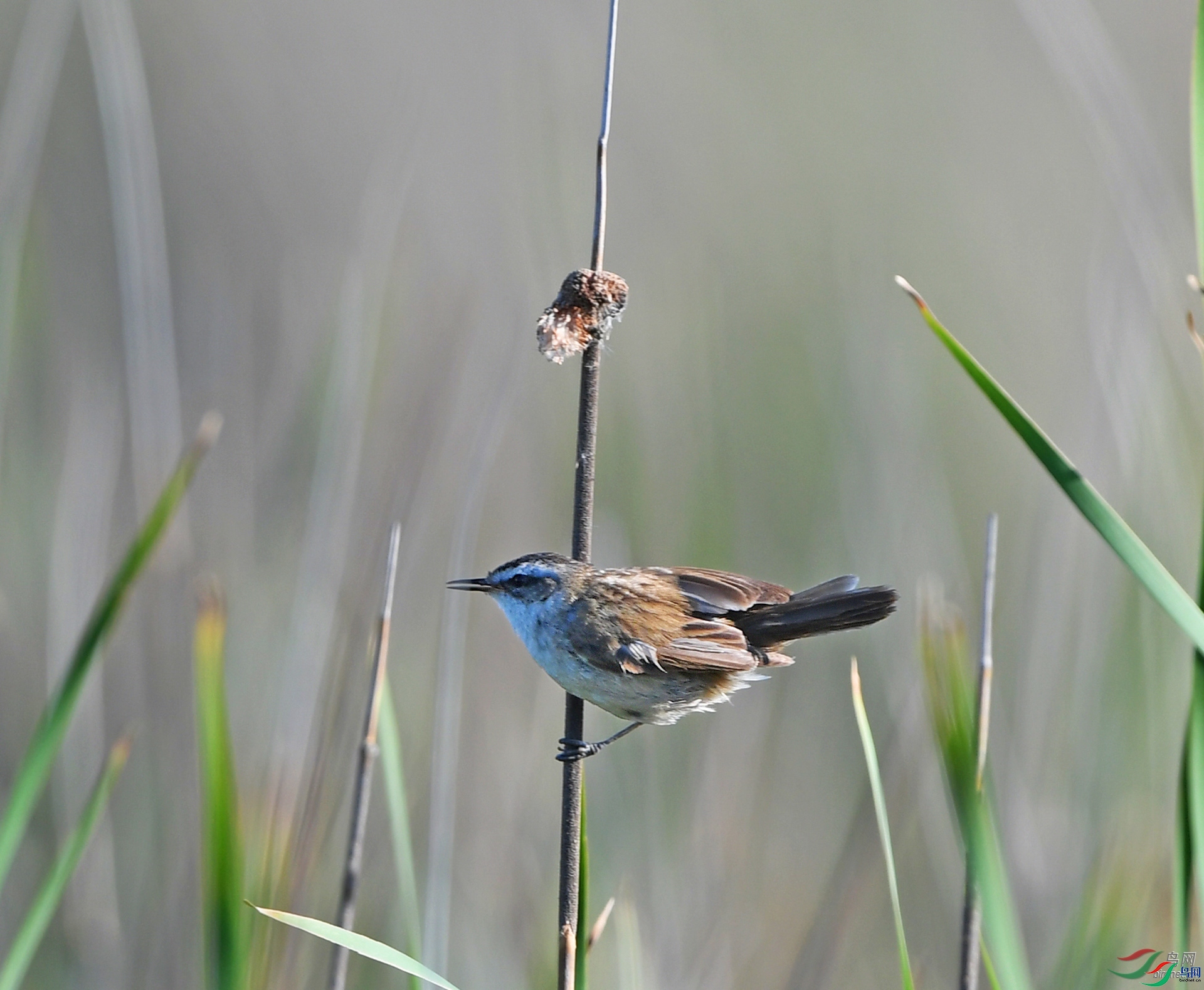 ����ϸ��  ��ʦ��������.��.ά.��.��.��������.³.ľ.��.�д������.jpg