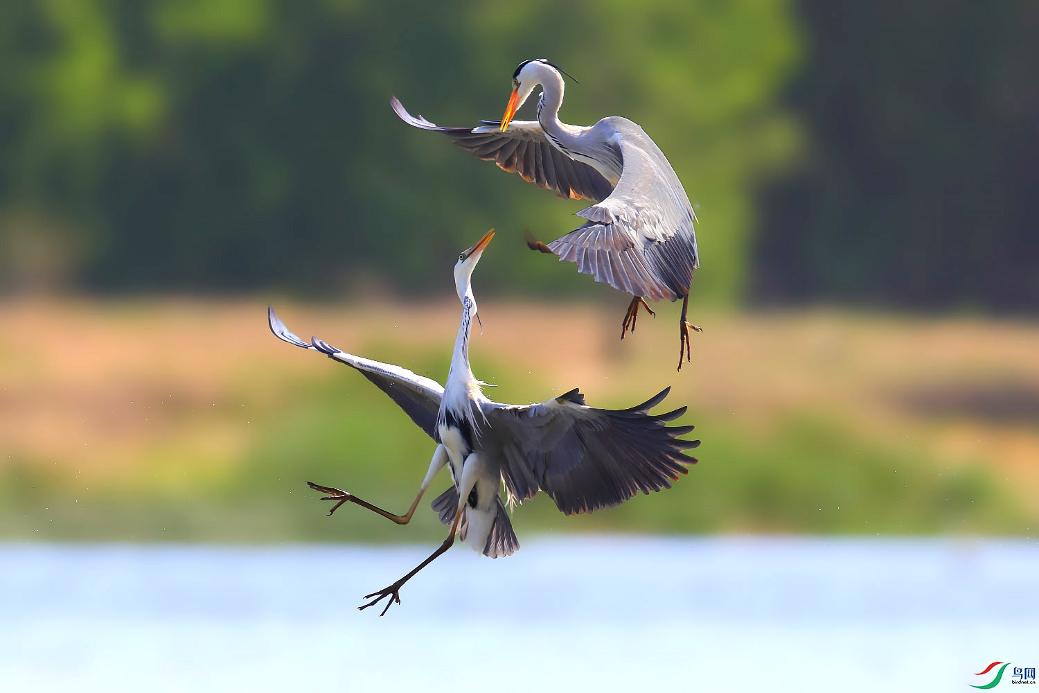 空中打斗祝贺荣获首页鸟类精华
