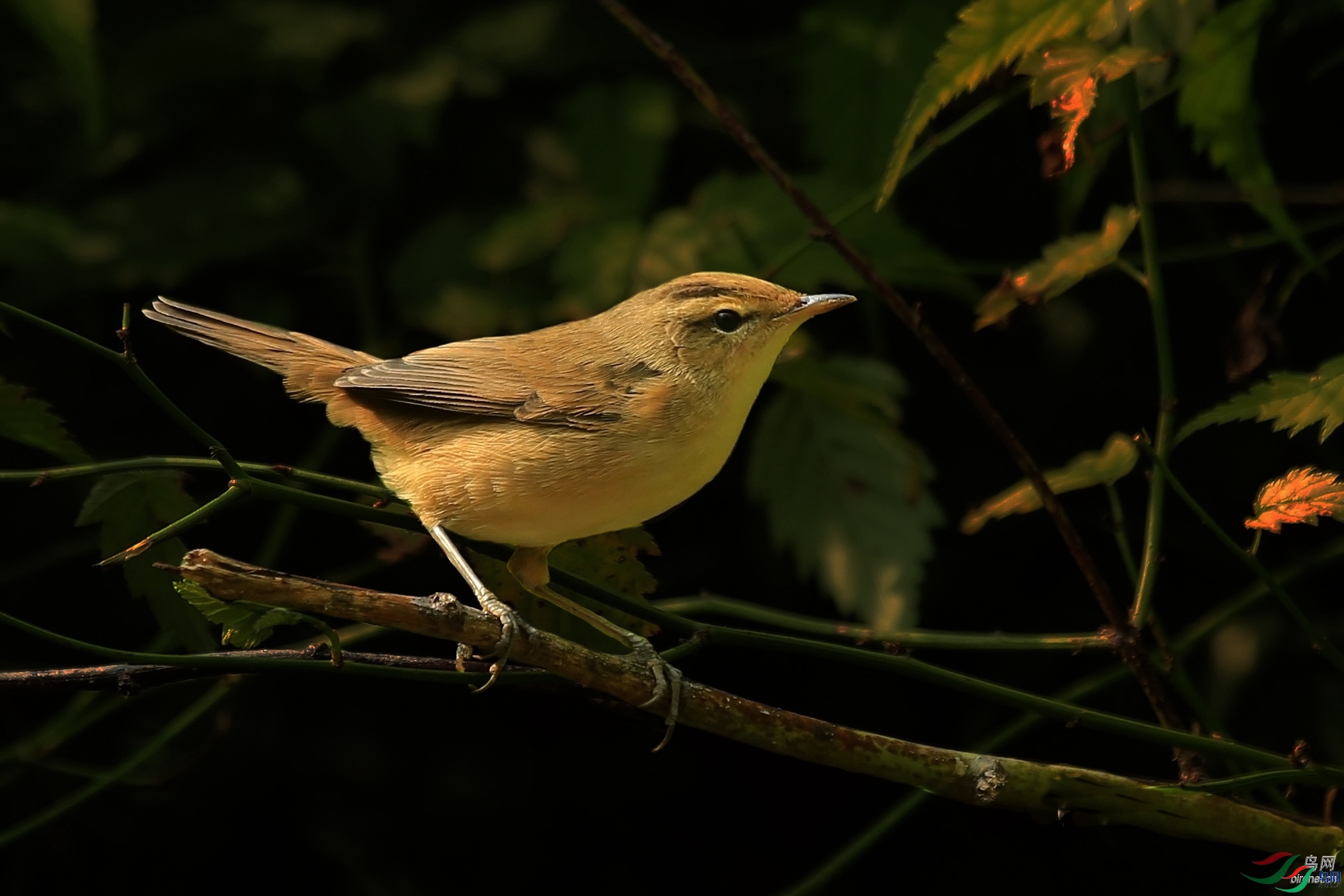 tiger1224  ��ʦ�����ڱ����г�����.jpg