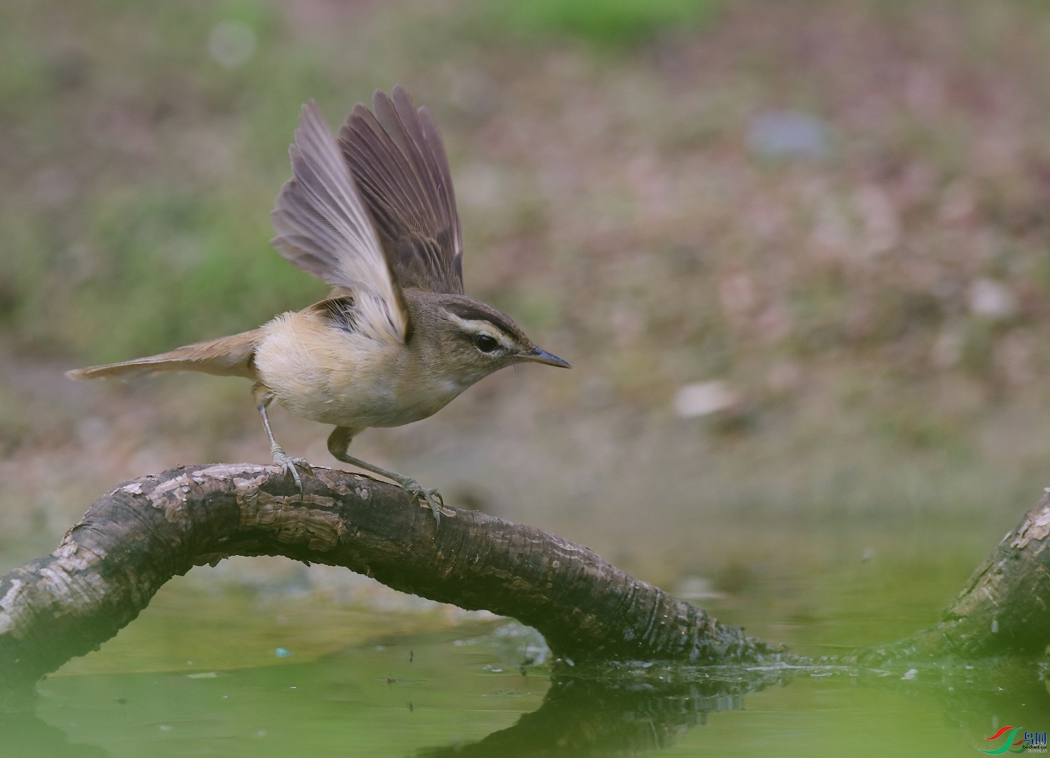 �����  ��ʦ������ɽ��ʡΫ���в�����0.jpg