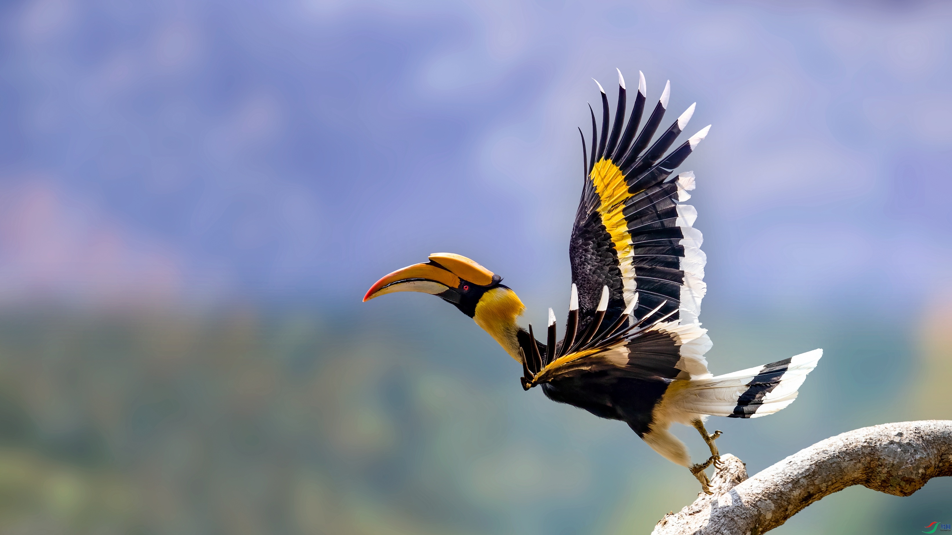 双冠犀鸟 - (祝贺老师佳作荣获vip综合精华)