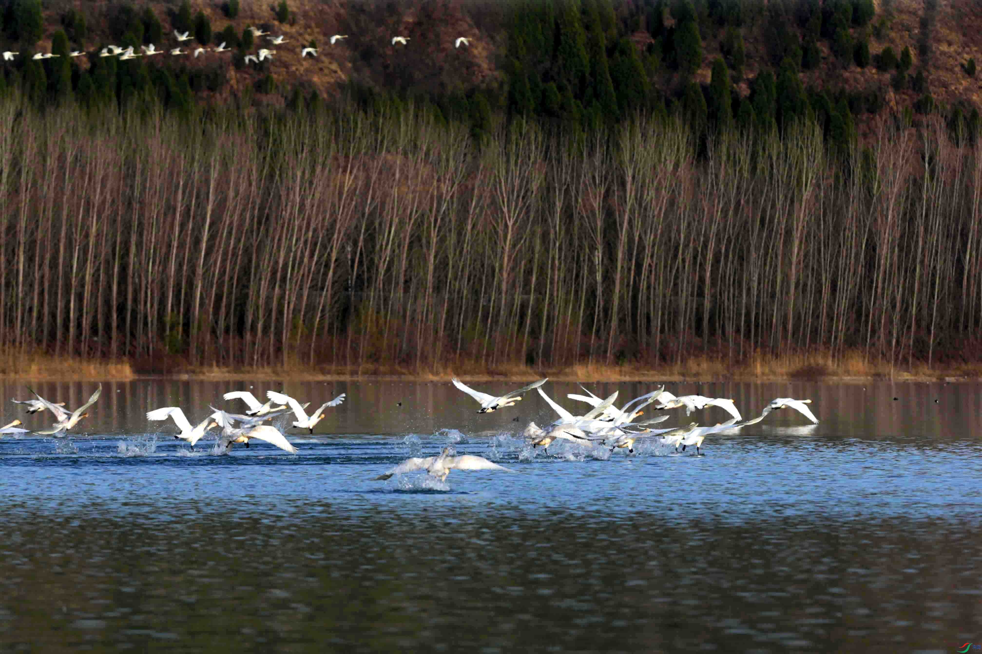 即将迁徙的天鹅