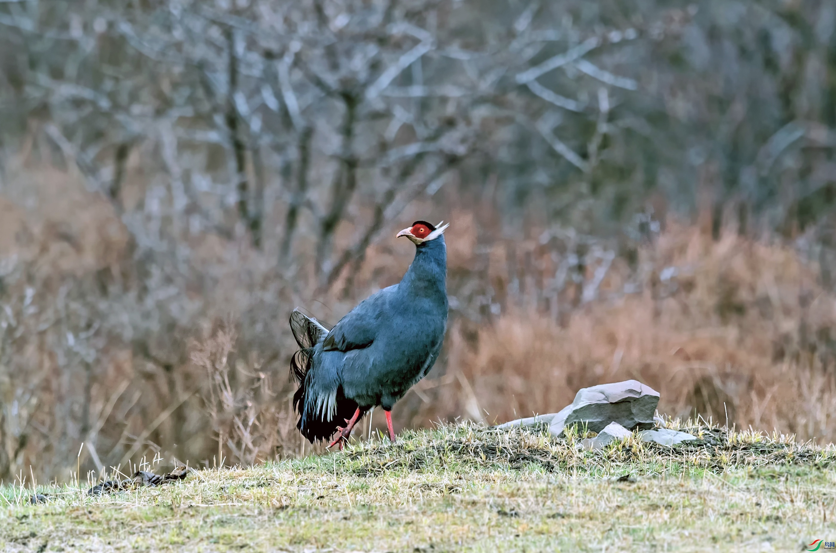 DSC_1632_��ͼ��(1).jpg-T.jpg