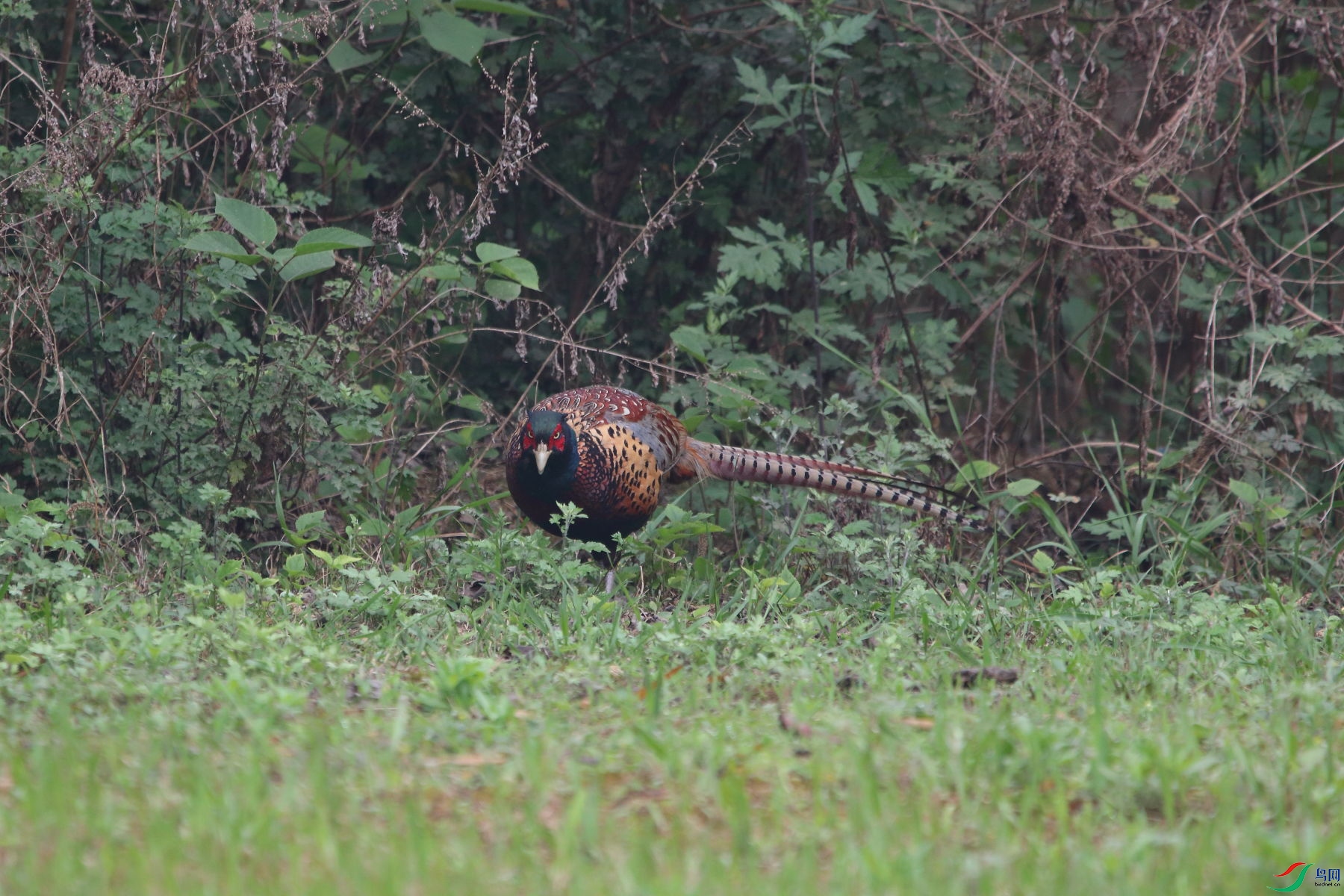 IMG_8933.JPG