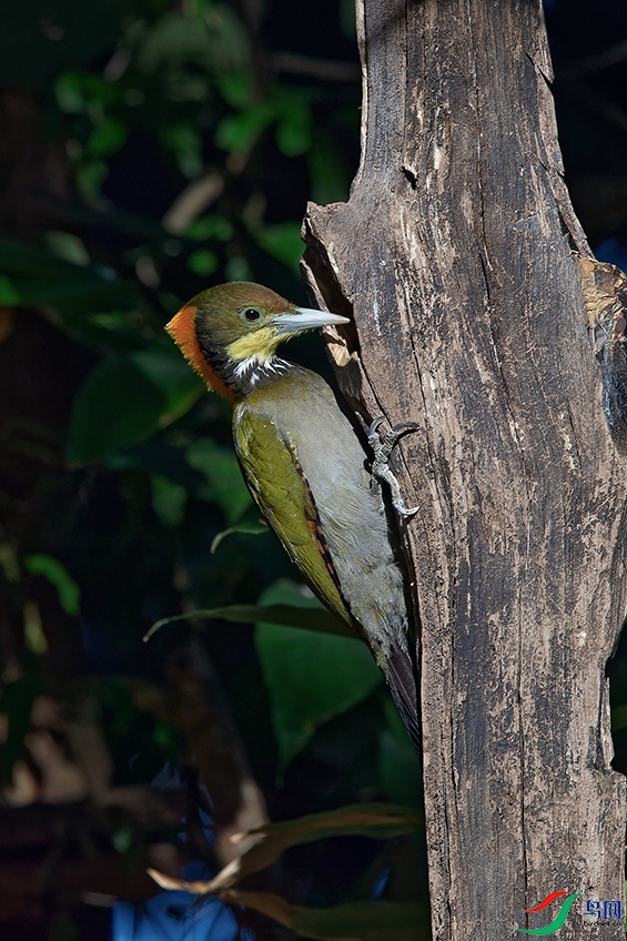 DSC_4854_DxOa.jpg