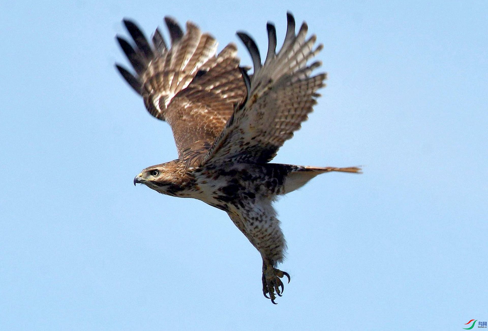 又见红尾鵟贺获图文精华