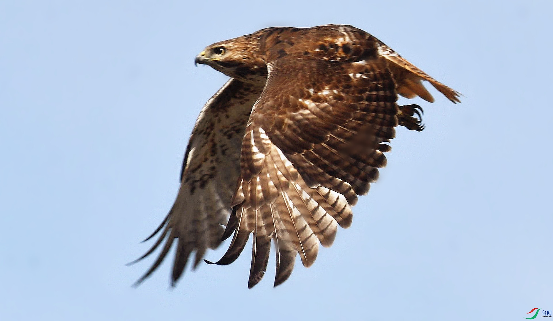 又见红尾鵟贺获图文精华