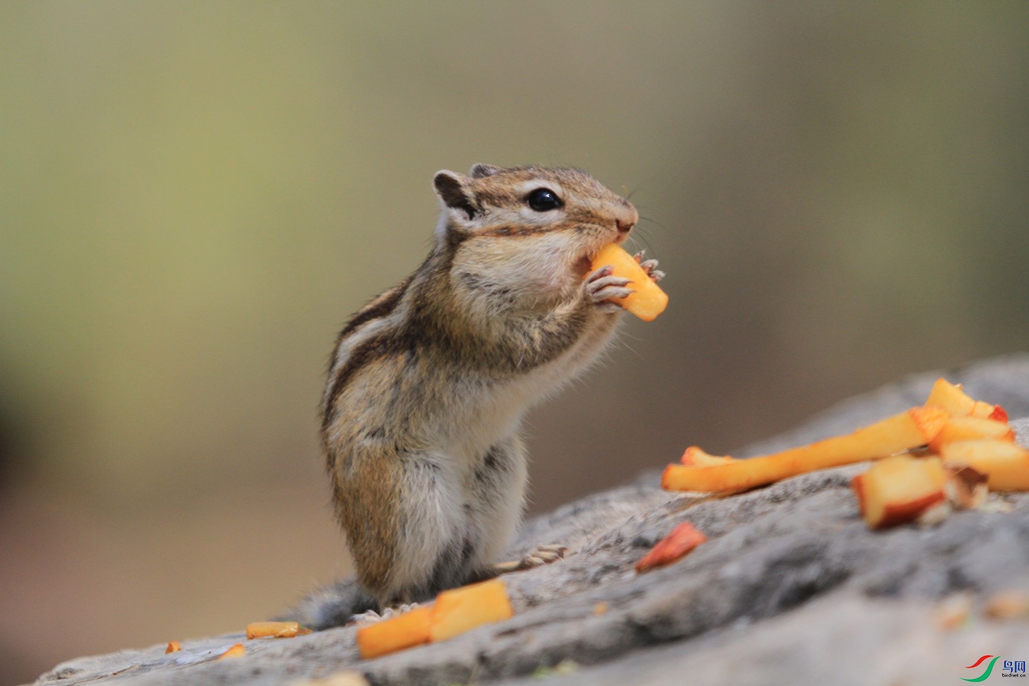 这只花狸鼠老了