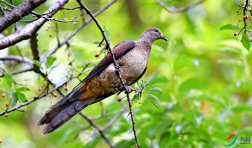 DSC_3921a.JPG