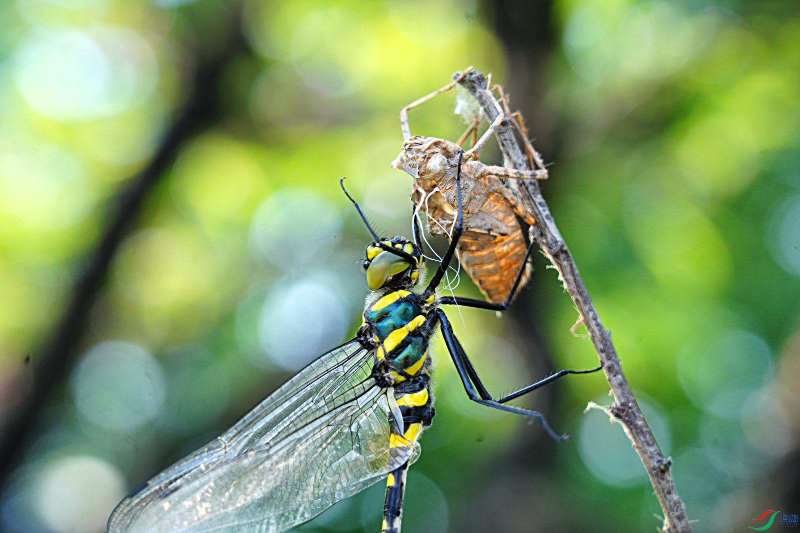 羽化中的蜻蜓