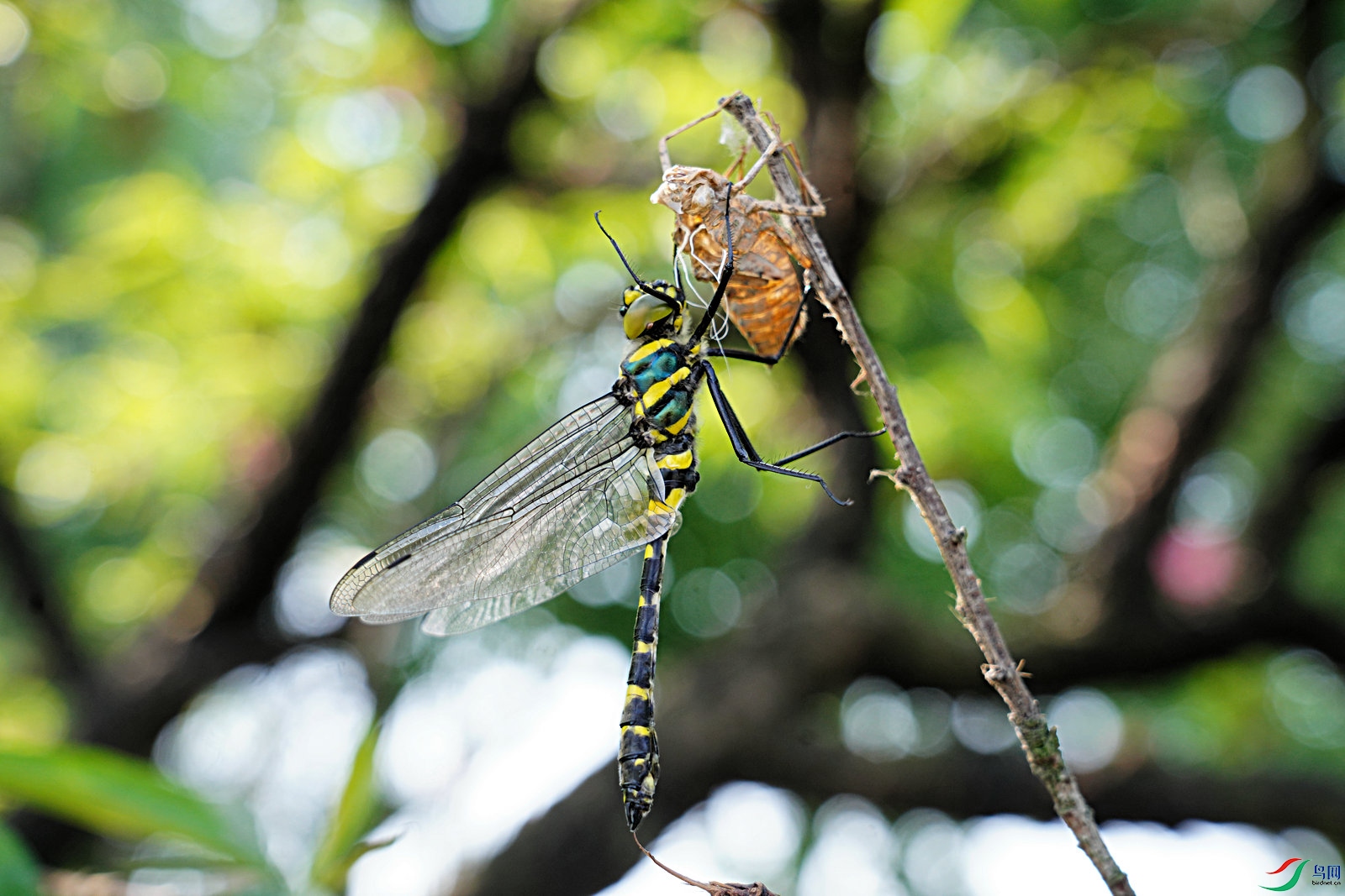 羽化中的蜻蜓