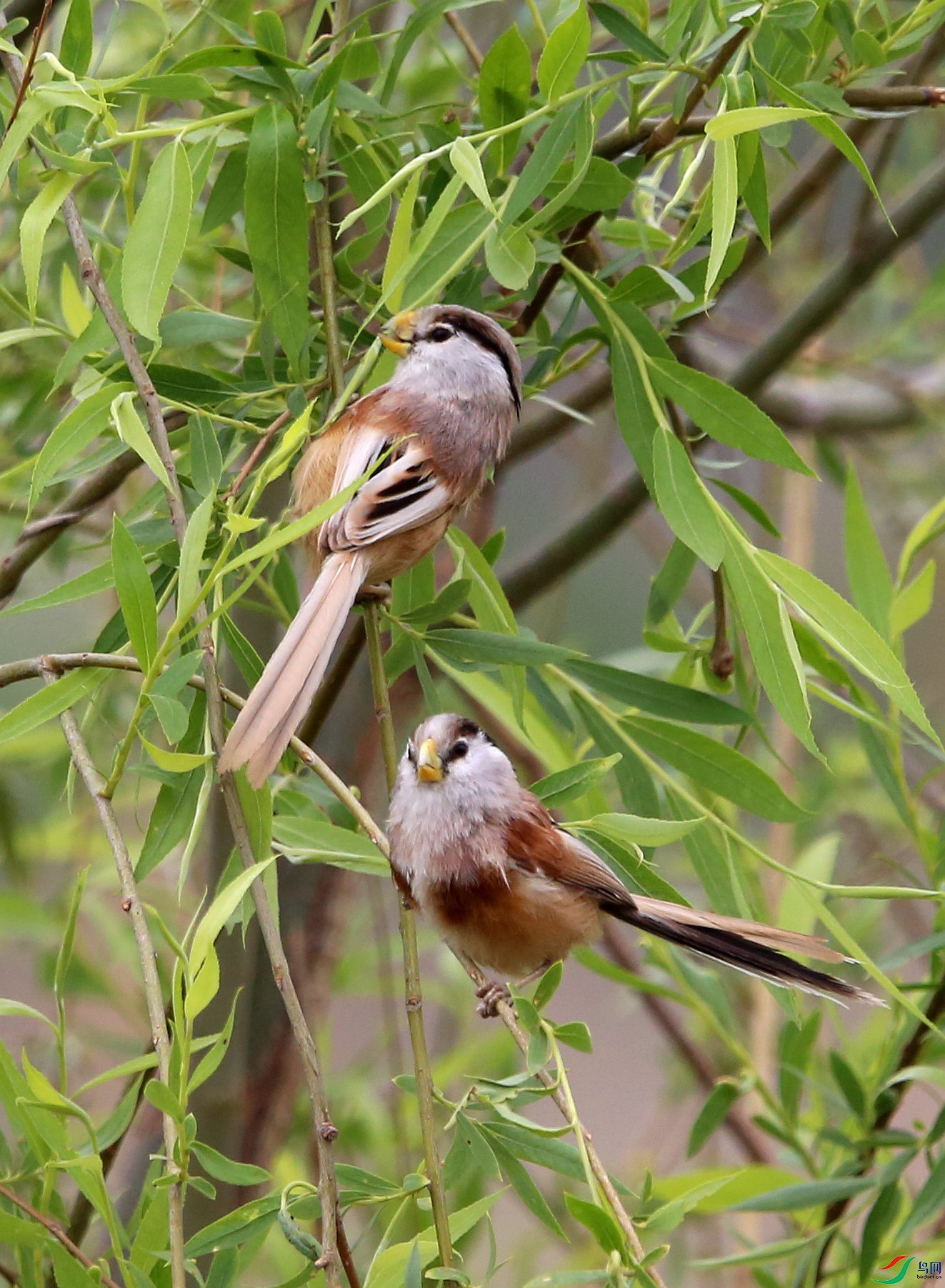 树上的鸟儿成双对