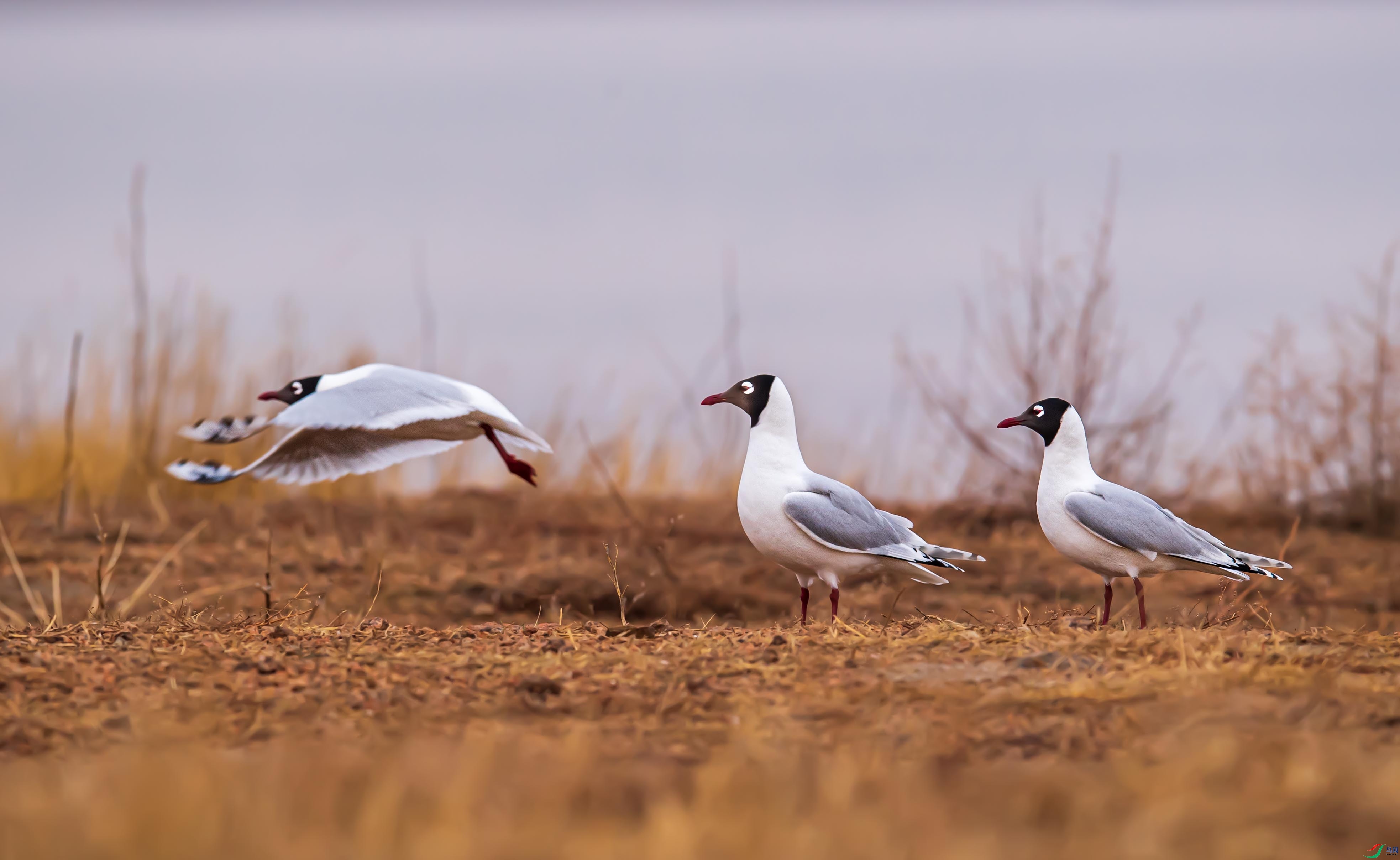 DSC_6150-1.jpg