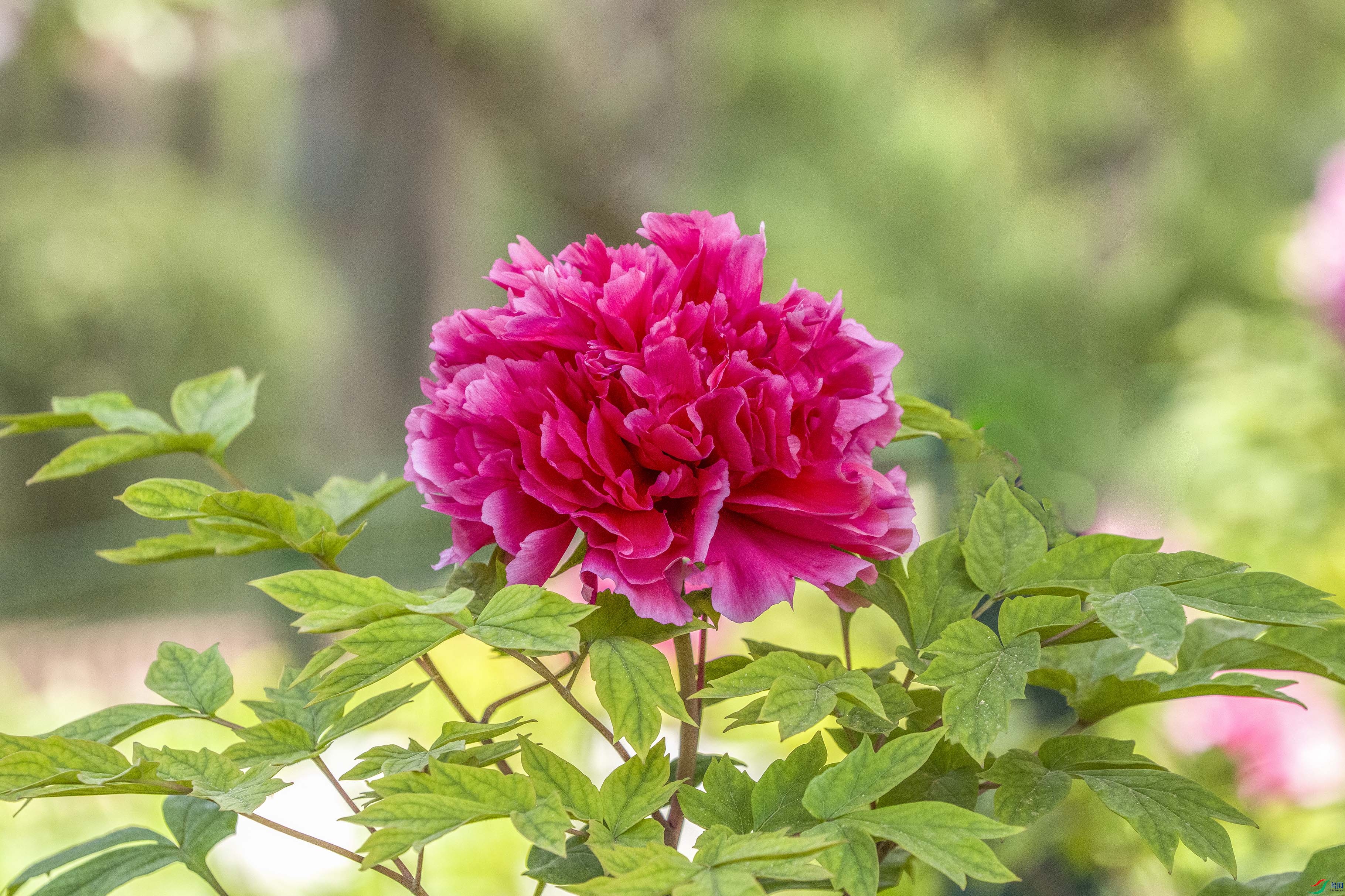 惜牡丹花白居易