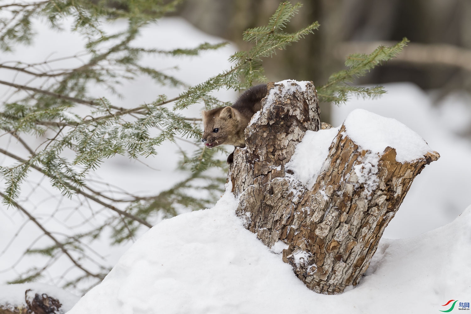 雪地紫貂.