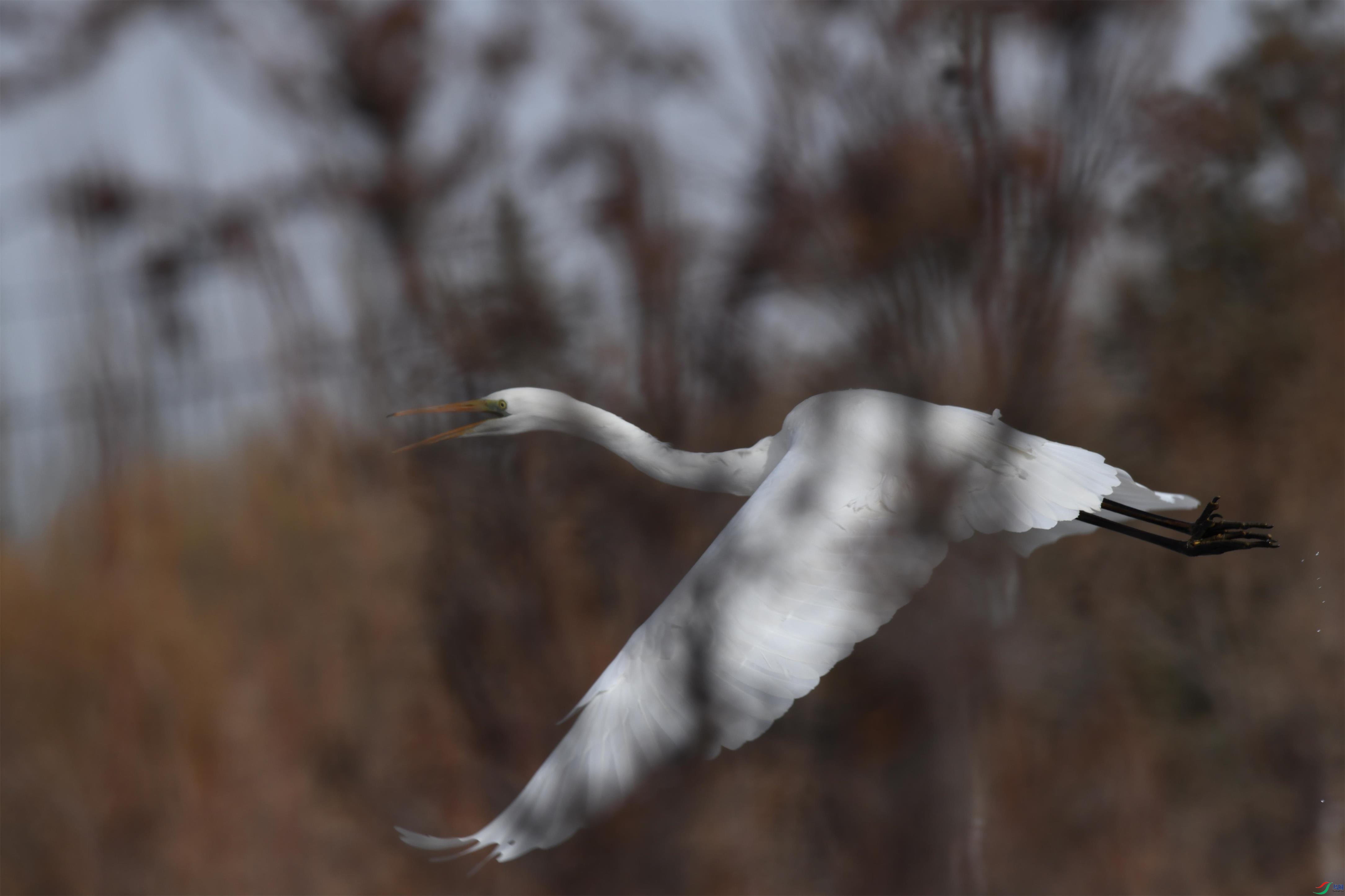 DSC_5487.jpg