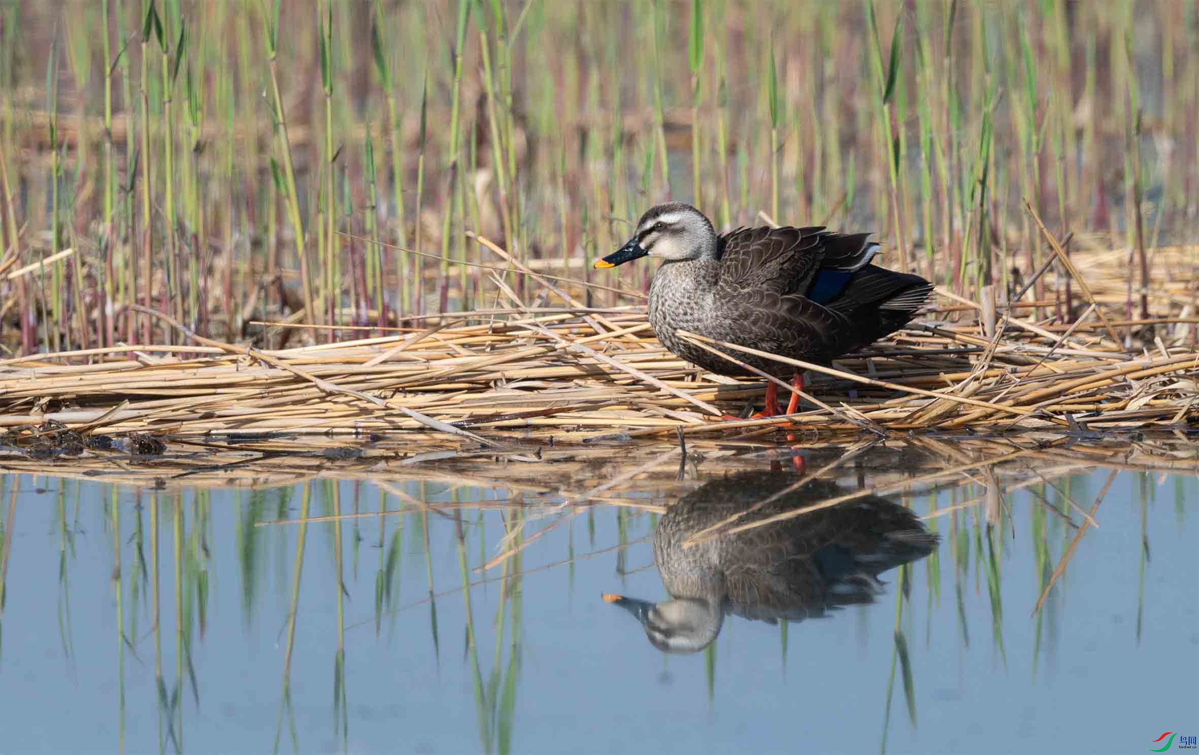 DSC_2994-3.jpg