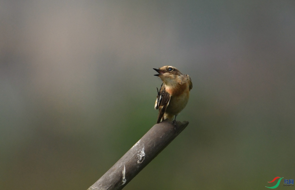 DSC_5914_����.jpg