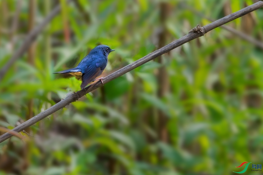 DSC_5686a.jpg
