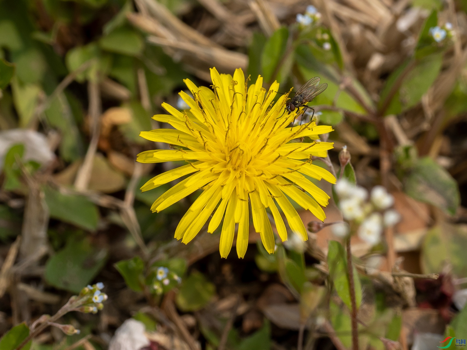 ��Ӭ���ѹ�Ӣ��