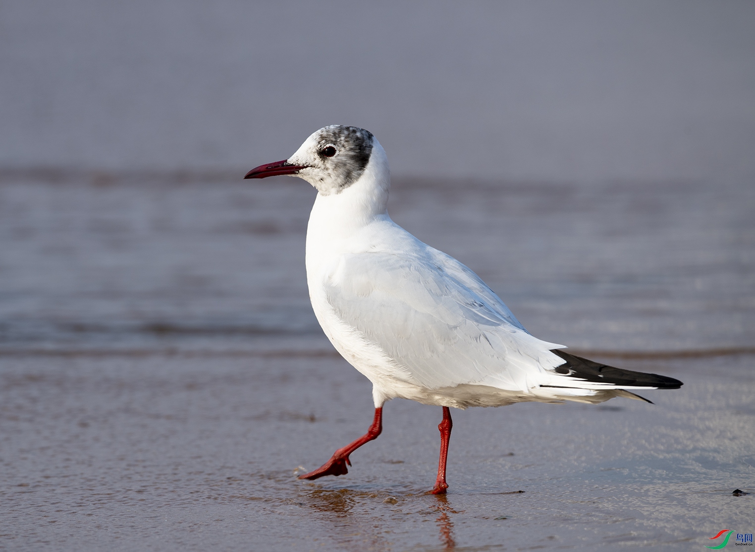 红嘴鸥