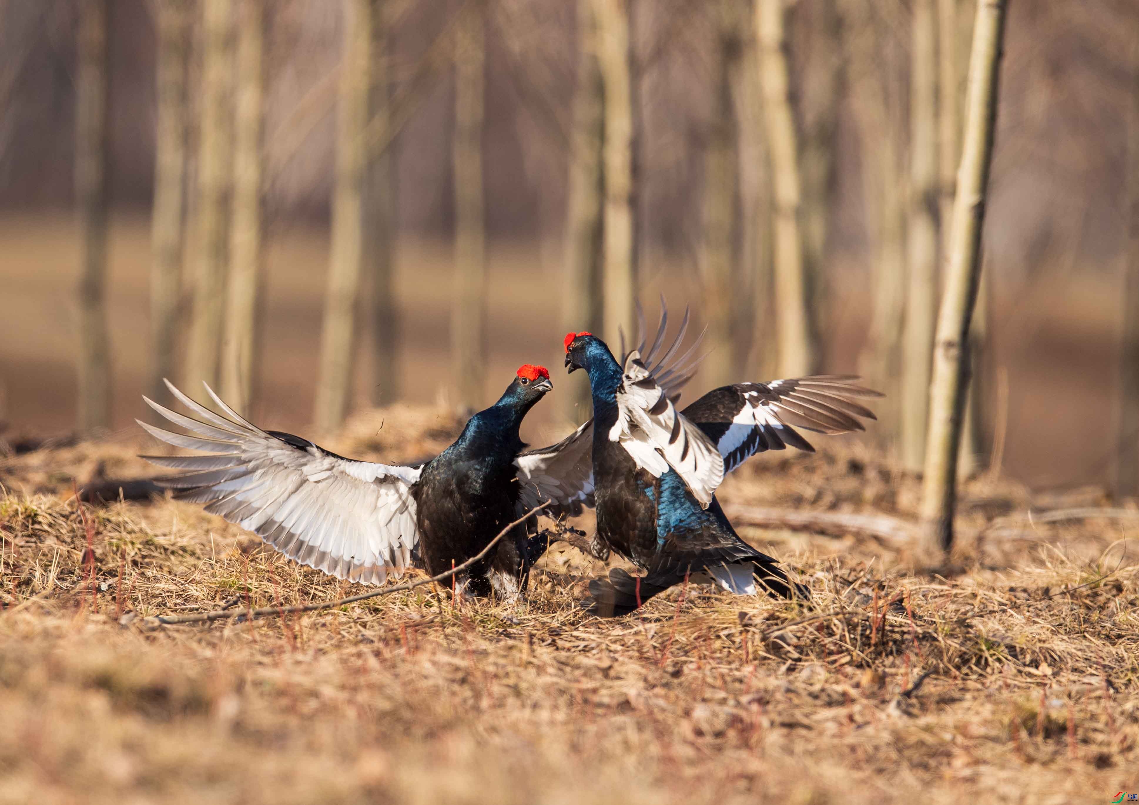 DSC_2804-10.jpg