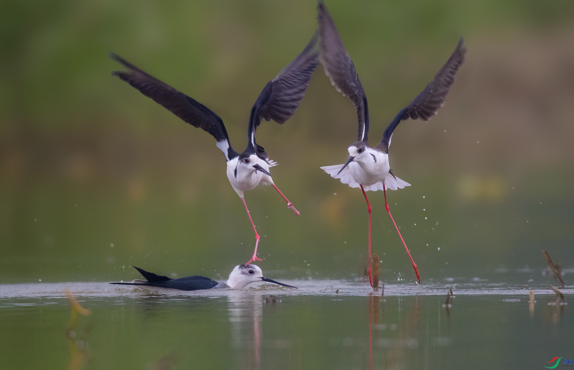 [水鸟] 打闹嬉戏-黑翅长脚鹬 --- (恭贺老师作品荣获vip佳作)