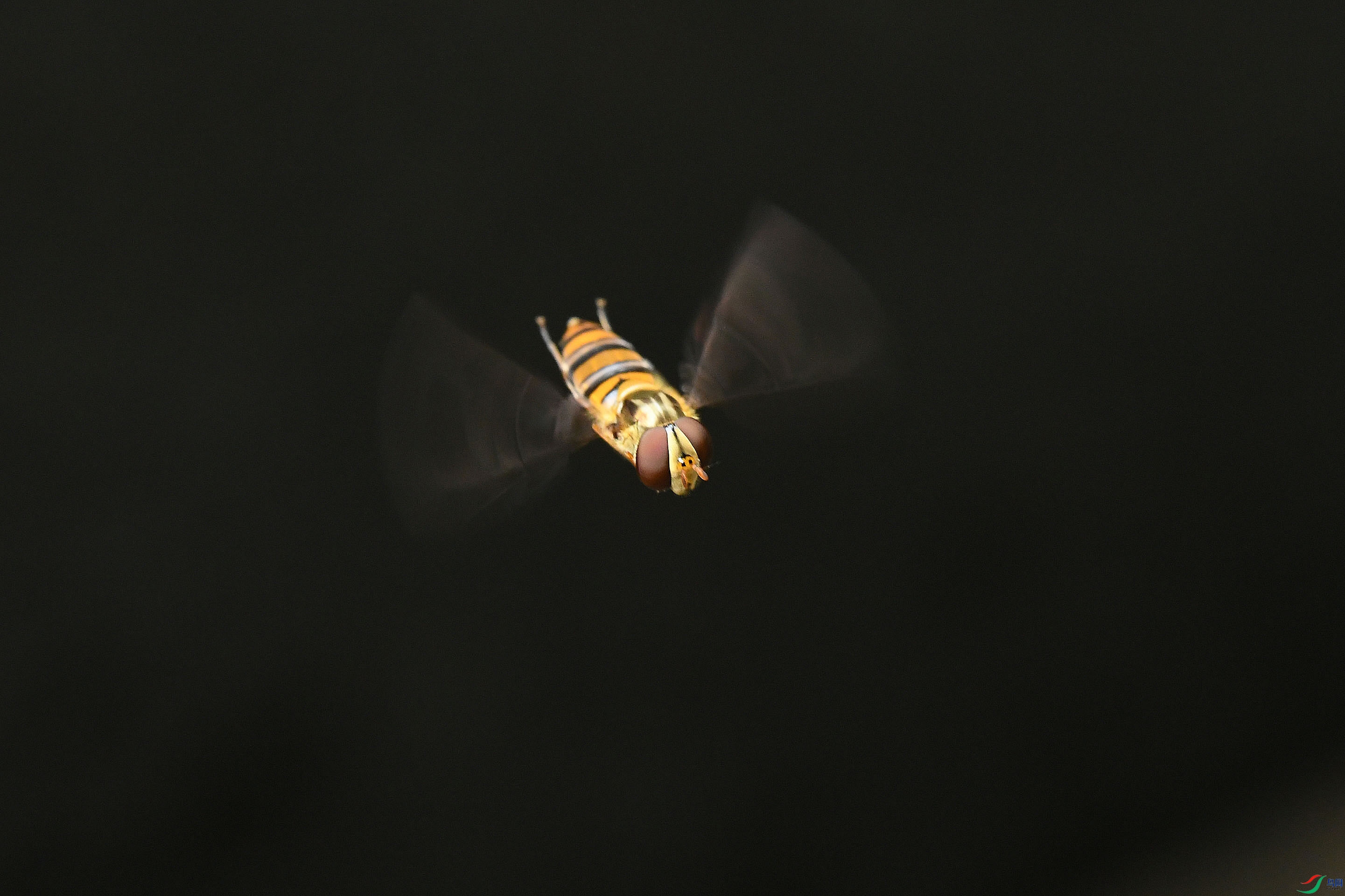 DSC_9325.JPG
