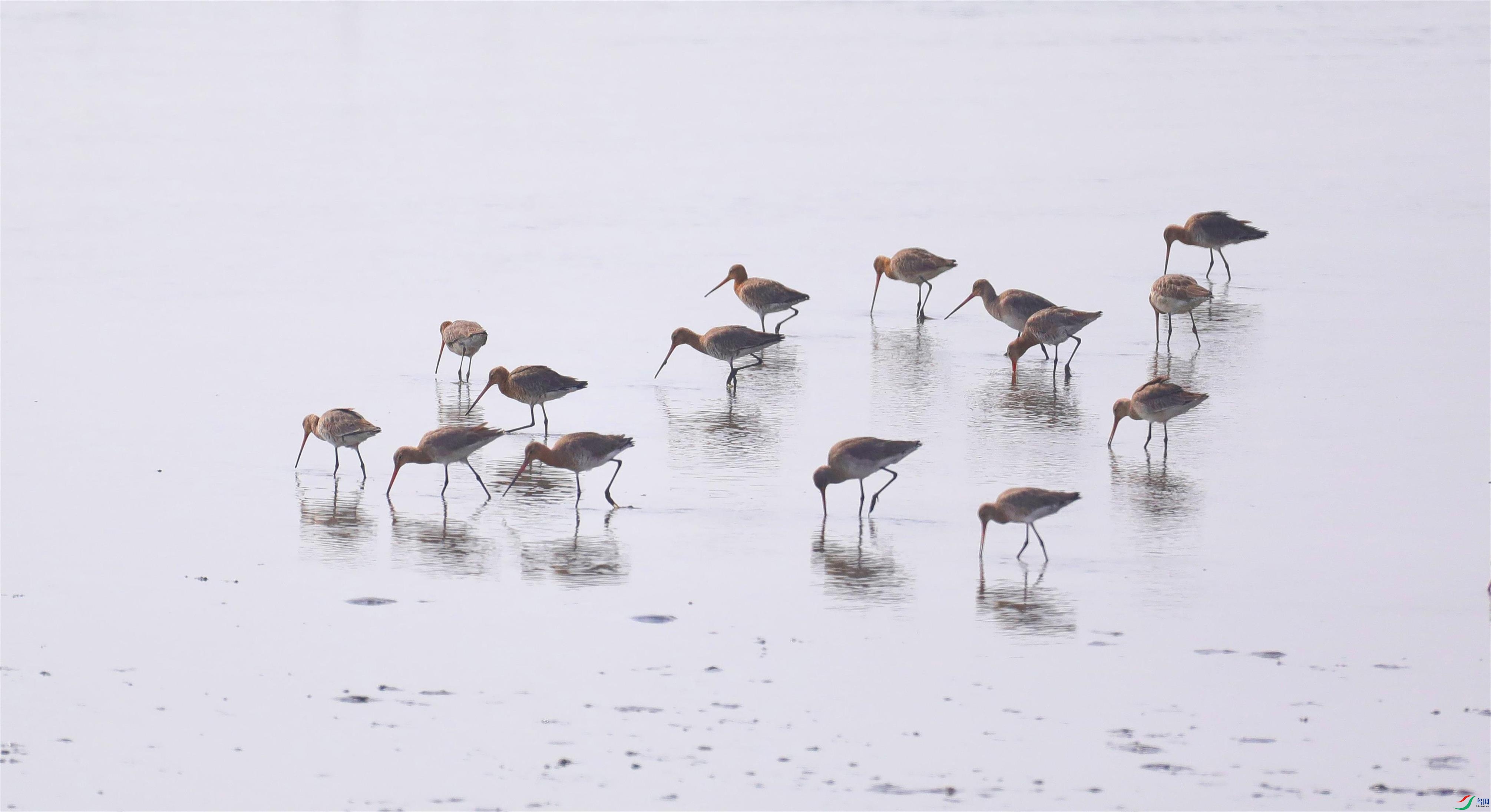 ��β����