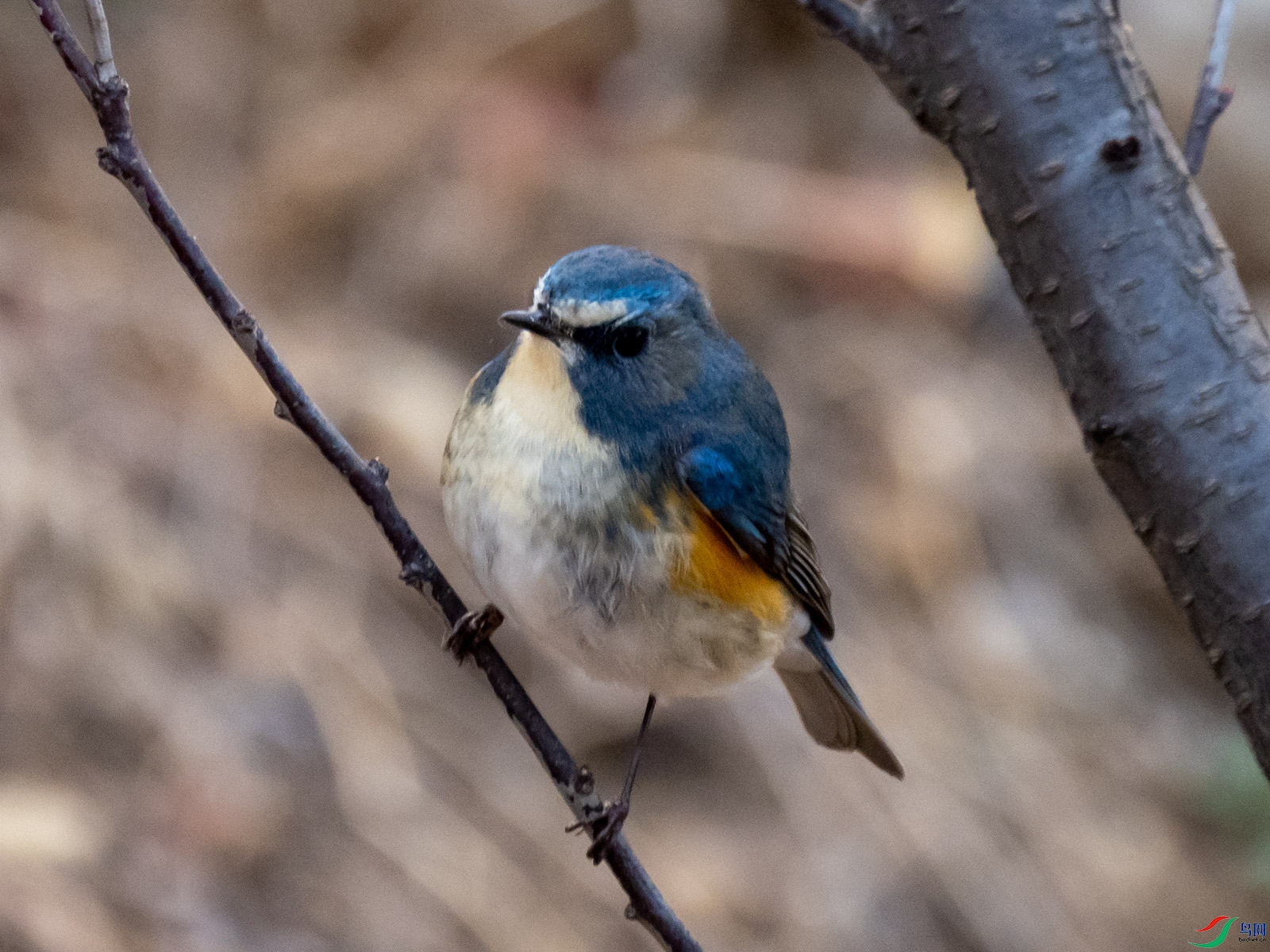 ������β�