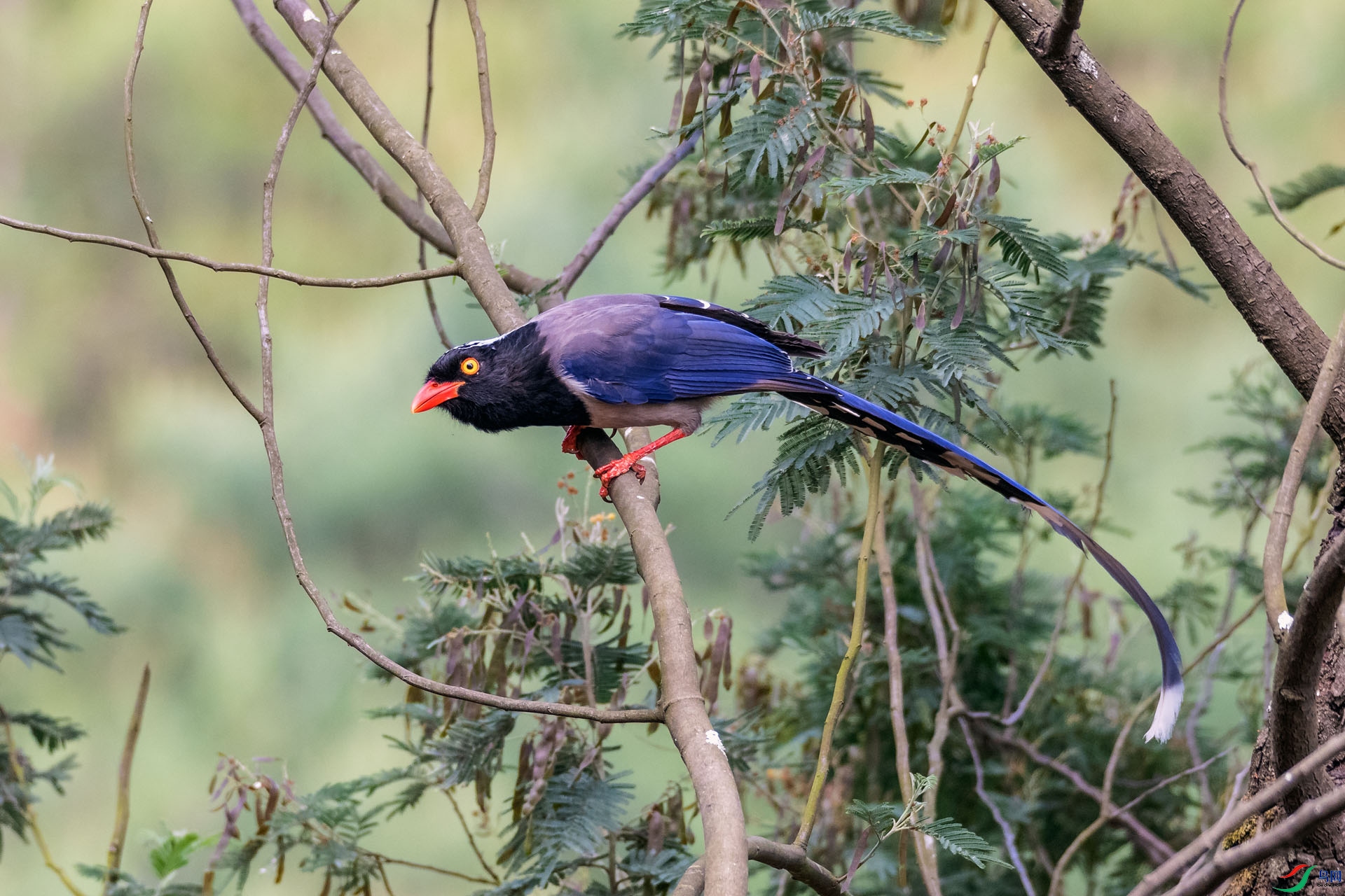 蓝桉树上的鸟红嘴蓝鹊图片