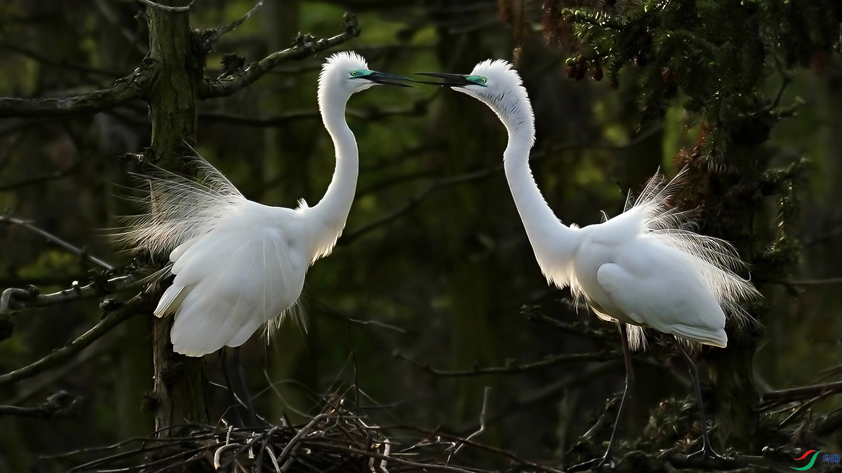 �������裨��Ƶ��