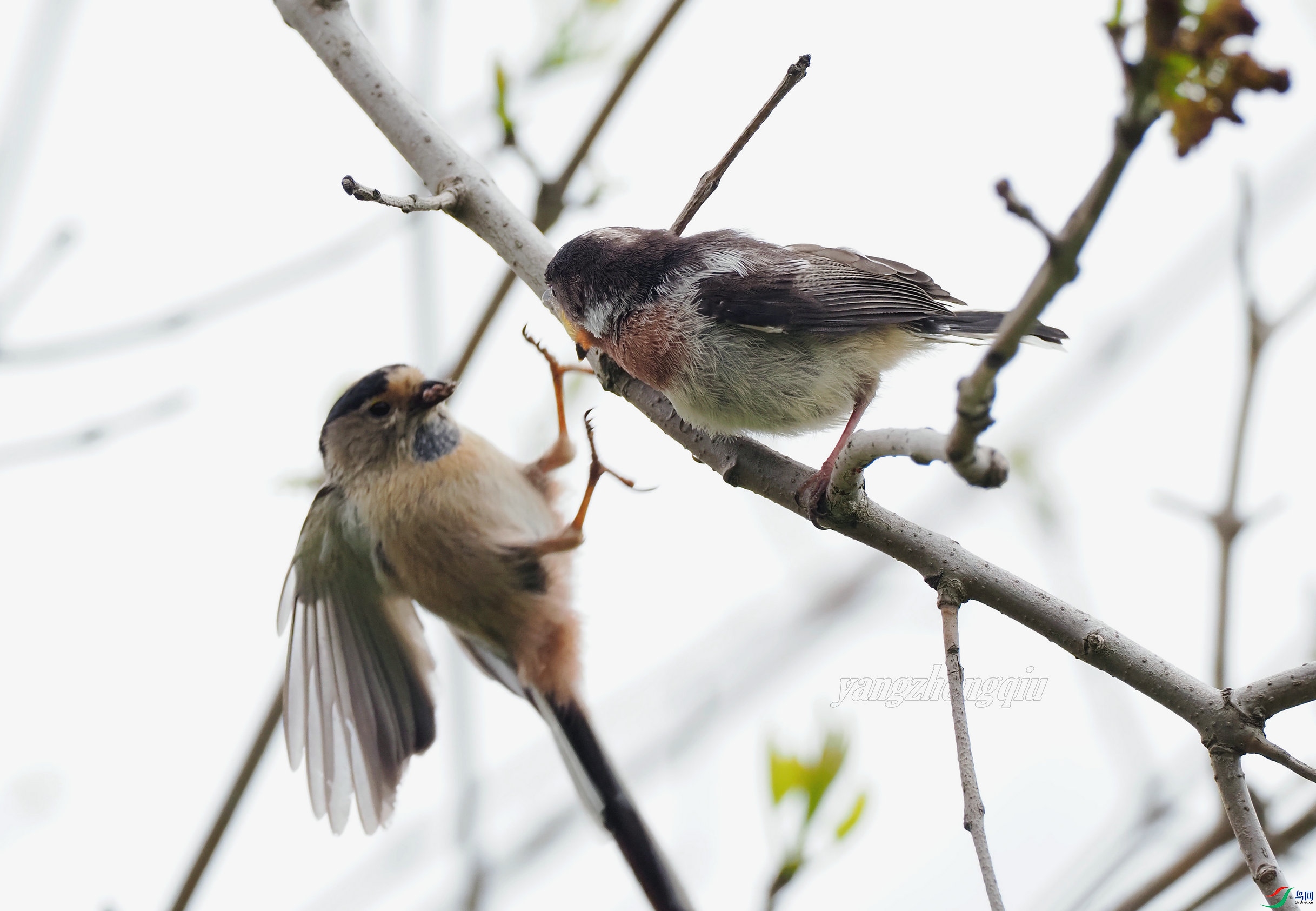 "家有儿女初长成": 雏鸟离巢