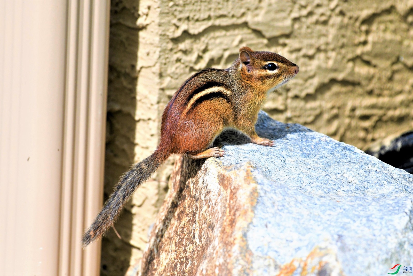 有趣的花纹小松鼠