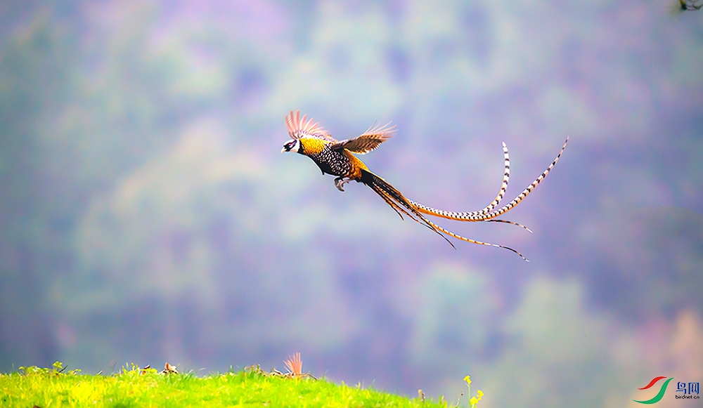 _DSC7010==1x.jpg