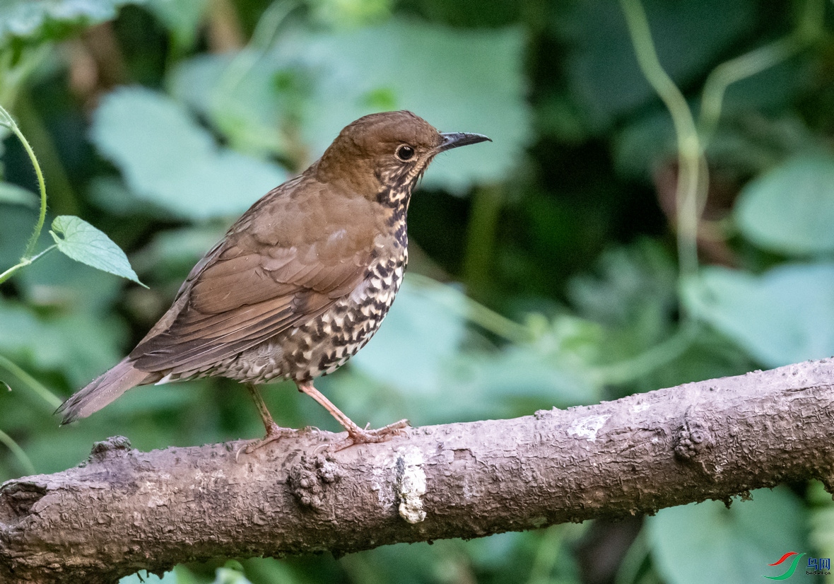 百花岭上拍的光背地鸫