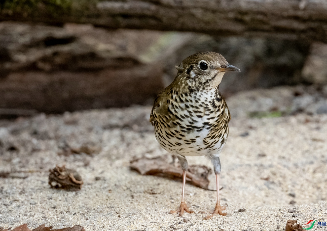百花岭上拍的光背地鸫