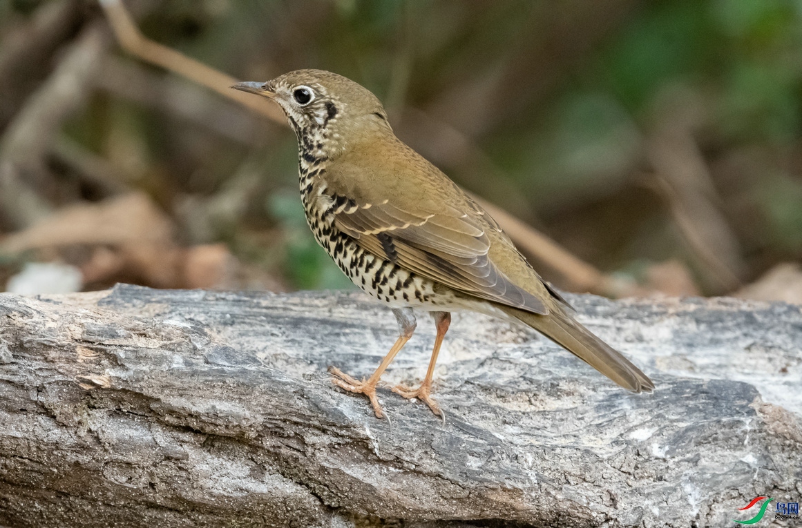 百花岭上拍的光背地鸫