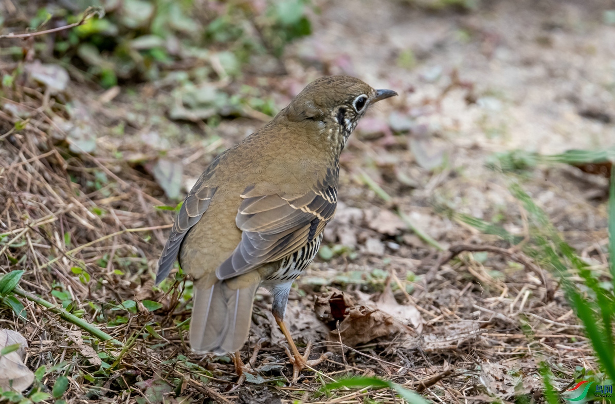 百花岭上拍的光背地鸫